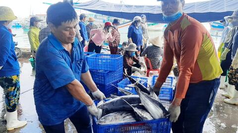 Khánh Hòa:  Ngư dân vui mừng đón nhận "lộc biển" đầu năm