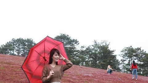 Lâm Đồng:  Mùa hội cỏ hồng hút khách du lịch