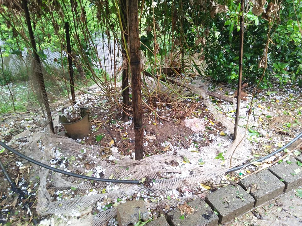 lai chau: mua da du doi, hoa mau cua ba con bi tan pha toi ta hinh anh 4