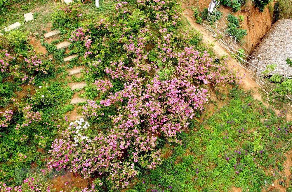 [Photo] Len Tam Dao ngam hoa do quyen bung no khoe sac hinh anh 4