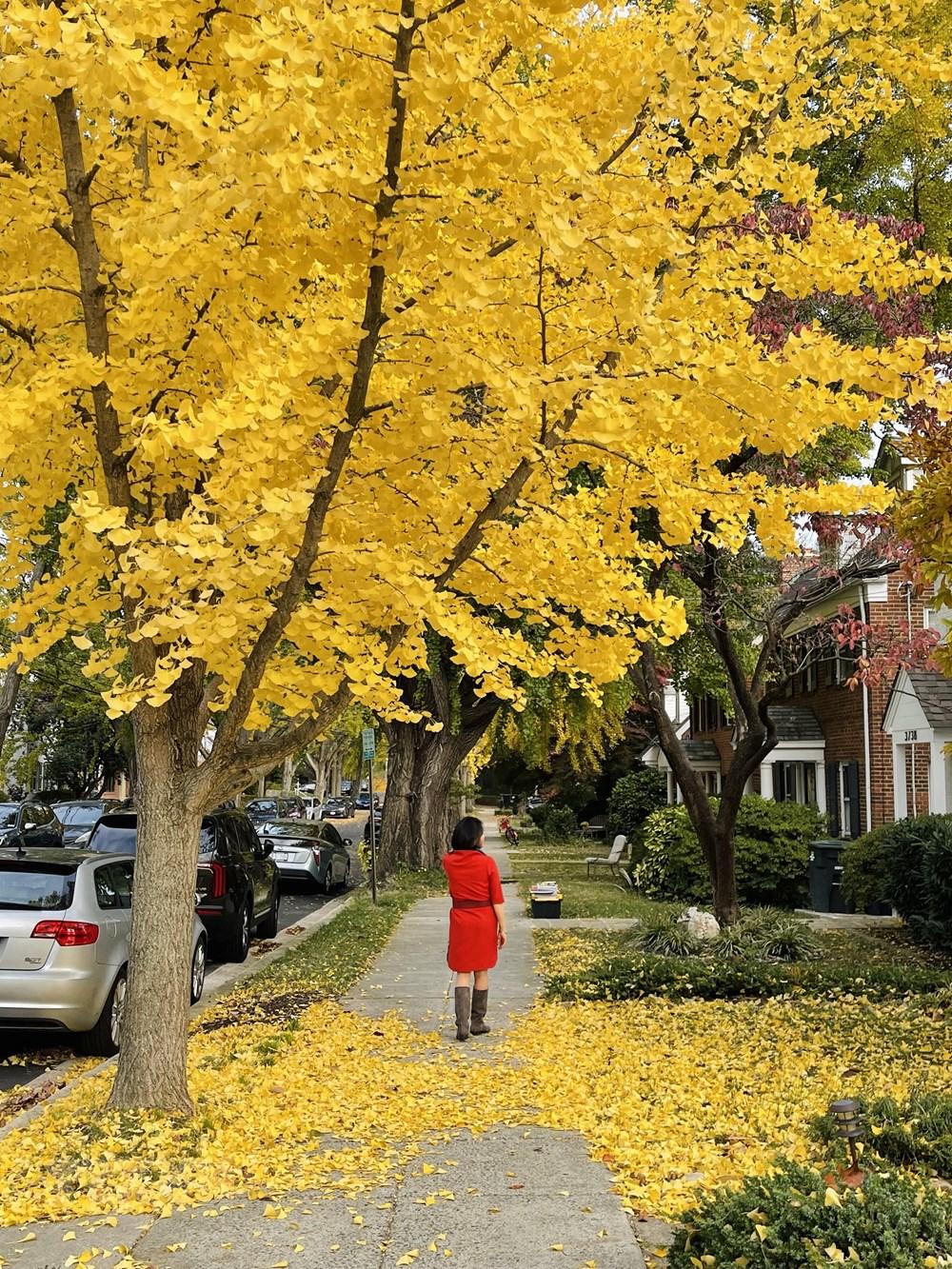 [Photo] Dam minh trong khong gian mua Thu vang o nuoc My hinh anh 15