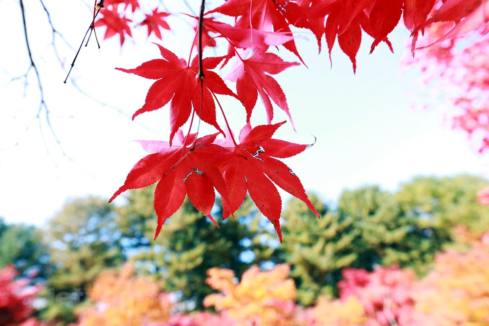 Han Quoc: Dao Nami tro thanh diem hut khach du lich thoi ky hau COVID hinh anh 11