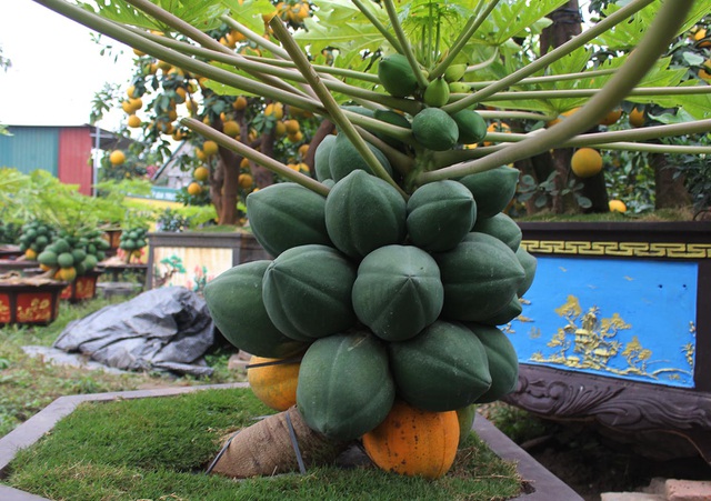 Đu đủ bonsai dáng siêu lạ, hút khách sành chơi dịp Tết - 5