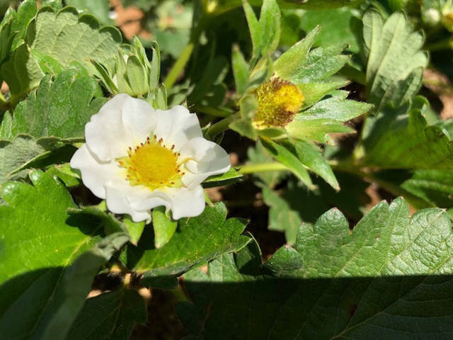 Mê mẩn những cánh Äá»ng hoa Äẹp như thiên ÄÆ°á»ng á» Má»c Châu - 13