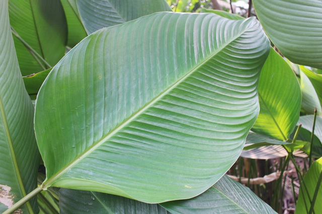 Hồ hởi thu hoạch ngọc xanh, dân Hà Nội kiếm tiền triệu mỗi ngày dịp Tết - 2