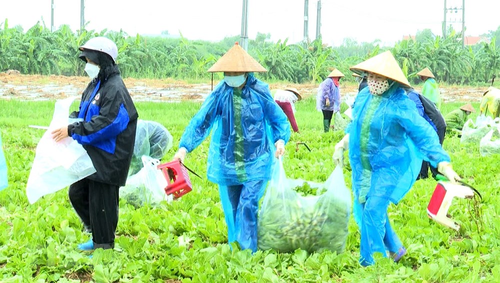 Phu nu Bac Ninh doi mua thu hoach nong san chi vien cho nguoi Ha Noi hinh anh 3