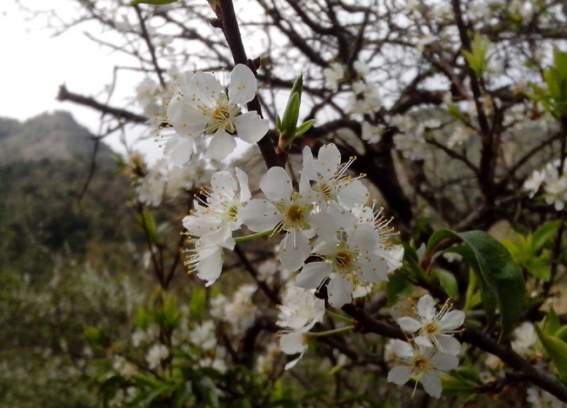 Mãn nhãn ngắm mùa hoa mận trên cao nguyên Mộc Châu hình ảnh 9 man nhan ngam mua hoa man tren cao nguyen moc chau hinh anh 9