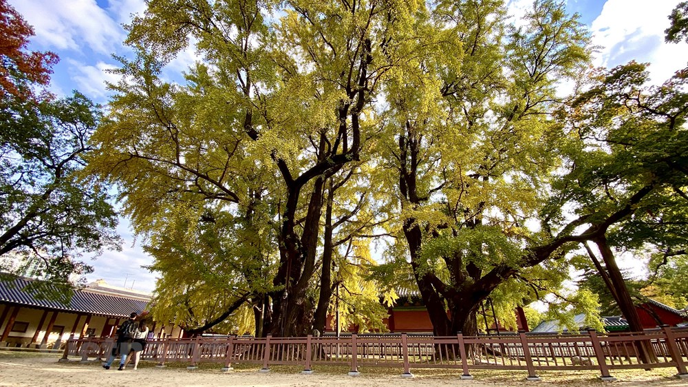 Ngam mua Thu vang dep den nao long tai xu so Kim Chi hinh anh 10