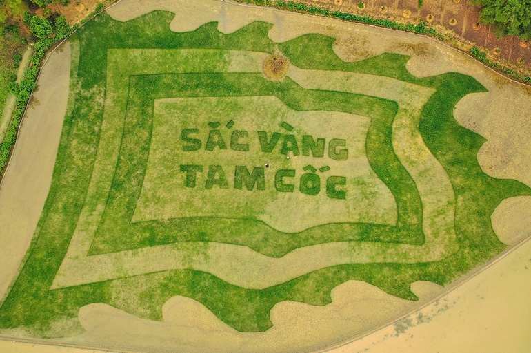 Trầm trồ cánh đồng lúa hình lá cờ hội khổng lồ đẹp như tranh ở Tam Cốc - 3