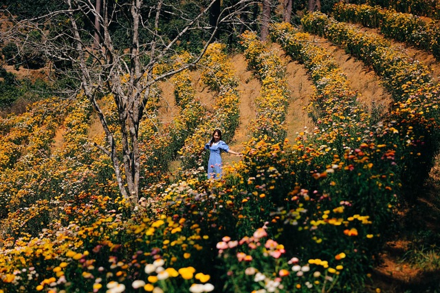 Cảnh sắc như trong truyện tranh ở rừng hoa bất tử tại Đà Lạt - 6