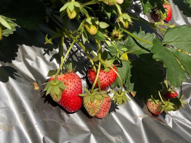 Mê mẩn những cánh Äá»ng hoa Äẹp như thiên ÄÆ°á»ng á» Má»c Châu - 12