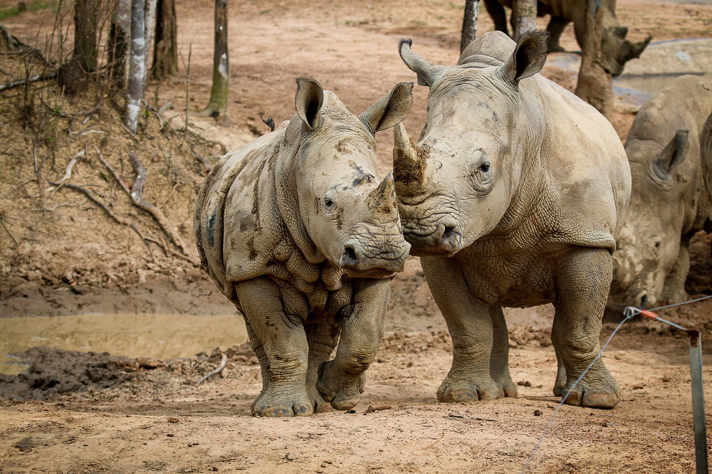 "Bách khoa hoang dã" đặc biệt nhất Việt Nam - Ảnh 5.