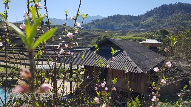 dep me hon voi sac xuan tren ban lang vung cao tay bac hinh anh 3