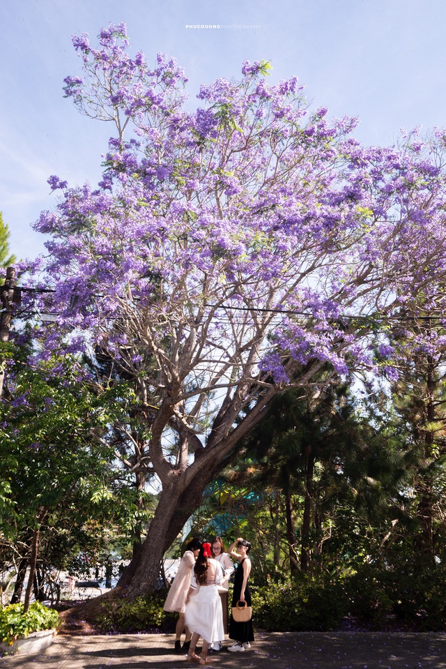 Cảnh sắc lãng mạn, đẹp như cổ tích ở Đà Lạt mùa phượng tím - 3