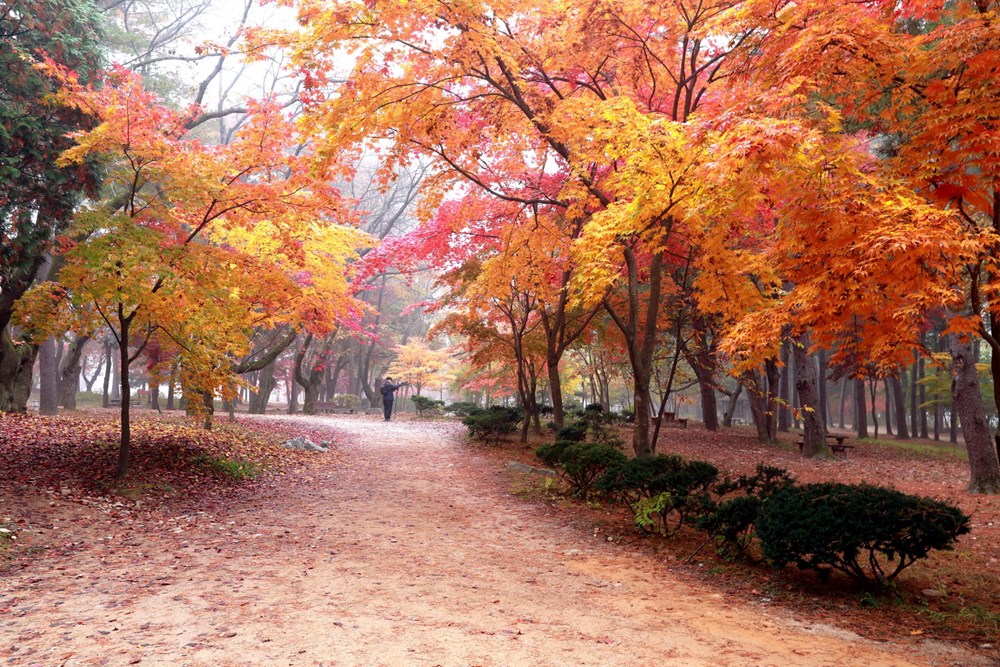 Han Quoc: Dao Nami tro thanh diem hut khach du lich thoi ky hau COVID hinh anh 12