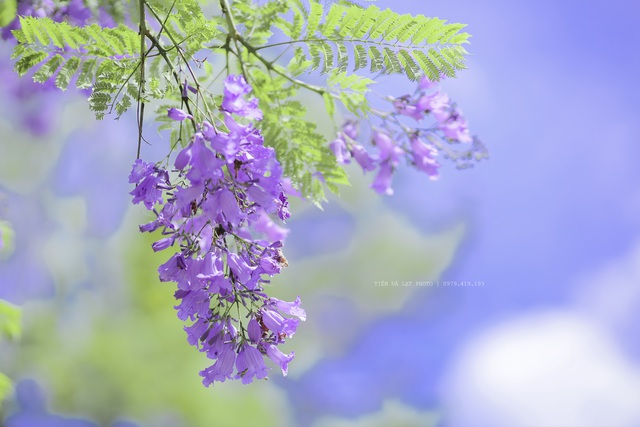 Cảnh sắc lãng mạn, đẹp như cổ tích ở Đà Lạt mùa phượng tím - 2