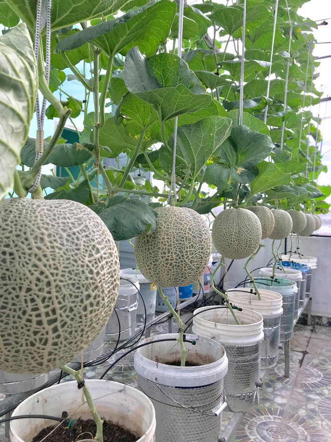 Mê mẩn vườn treo sân thượng, thu 4 tạ quả/ năm của ông bố ở Bình Dương - 2