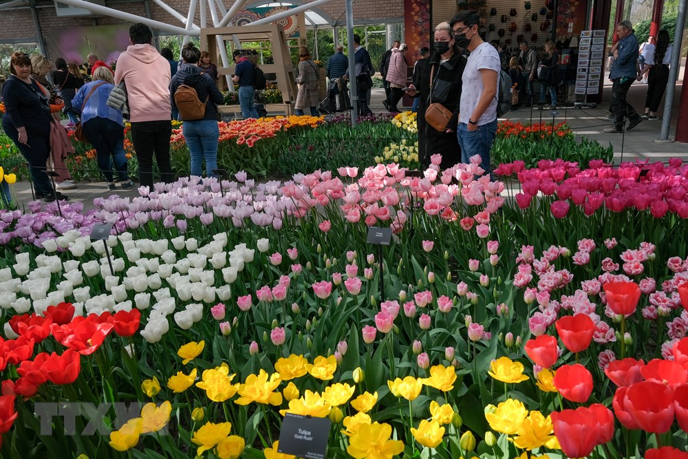 [Photo] Me dam voi thien duong hoa tulip Keukenhof tai Ha Lan hinh anh 4