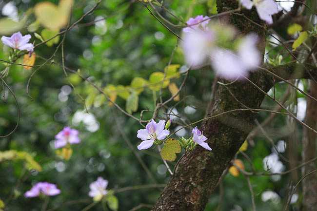 Hoa ban nở rộ khắp phố, chị em nườm nượp hoa ban no ro khap pho, chi em nuom nuop