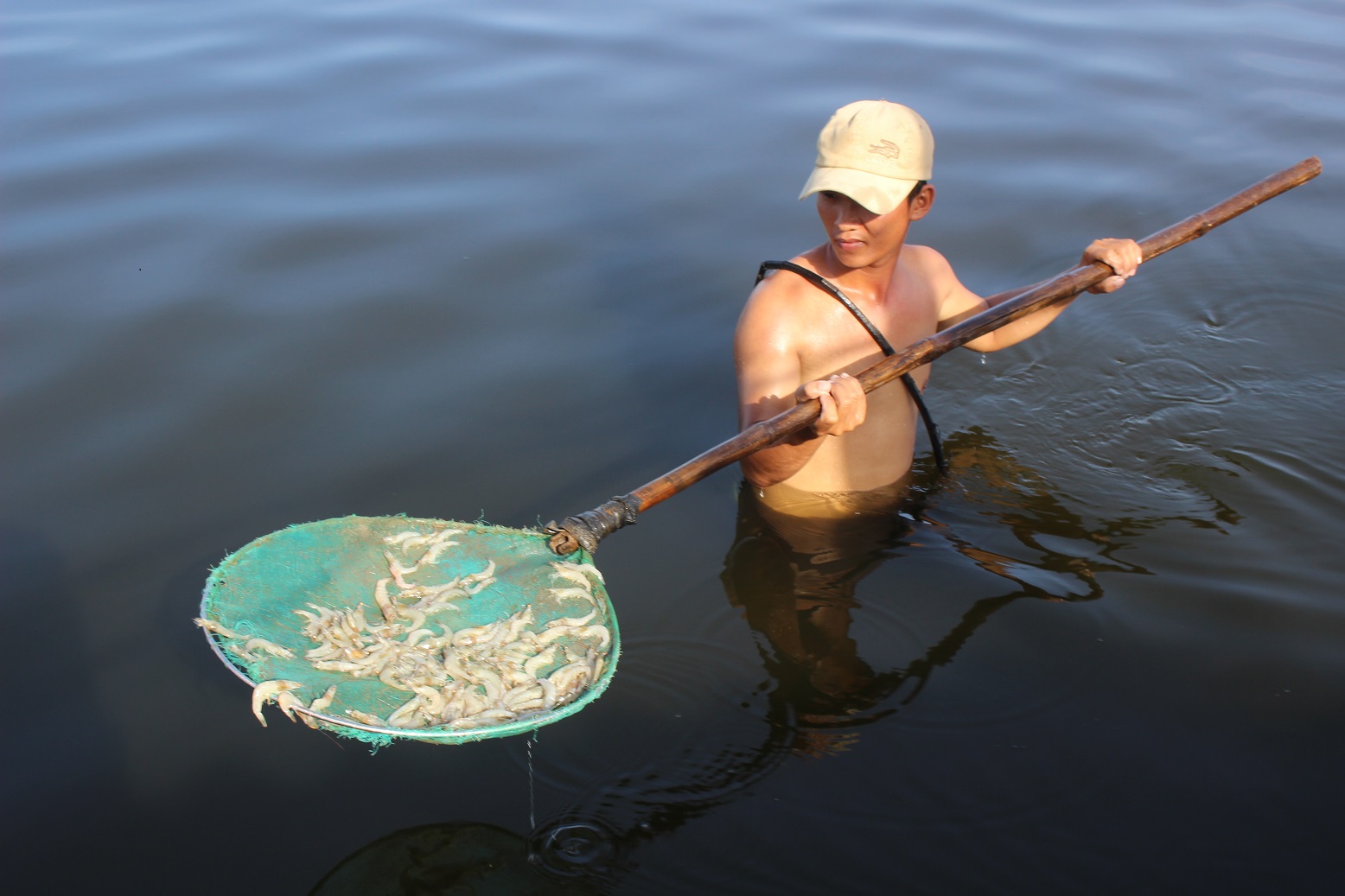 tôm-người-dân-phụ-vớt-tôm-chết