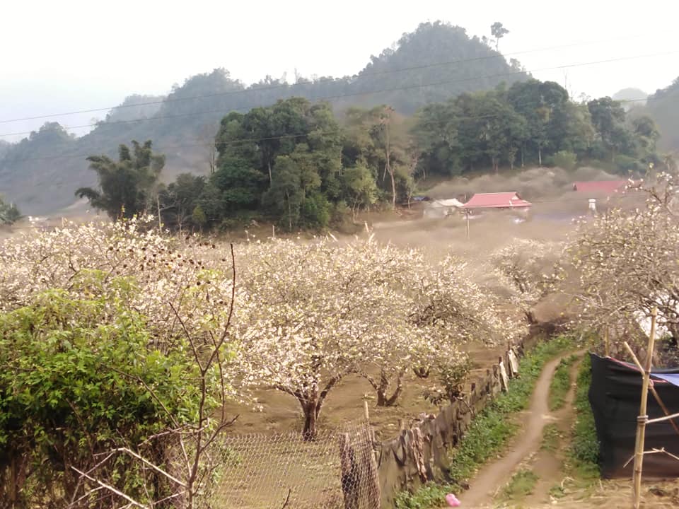 Mãn nhãn ngắm mùa hoa mận trên cao nguyên Mộc Châu hình ảnh 1 man nhan ngam mua hoa man tren cao nguyen moc chau hinh anh 1