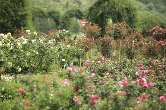 Sun World Fansipan Legend khởi động chuỗi hoạt động chào hè với chủ đề “Đến Sa Pa bay giữa mùa hoa”
