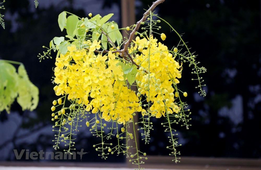 Y nghia cua loai hoa Dook Khoun trong doi song cua nguoi dan Lao hinh anh 1