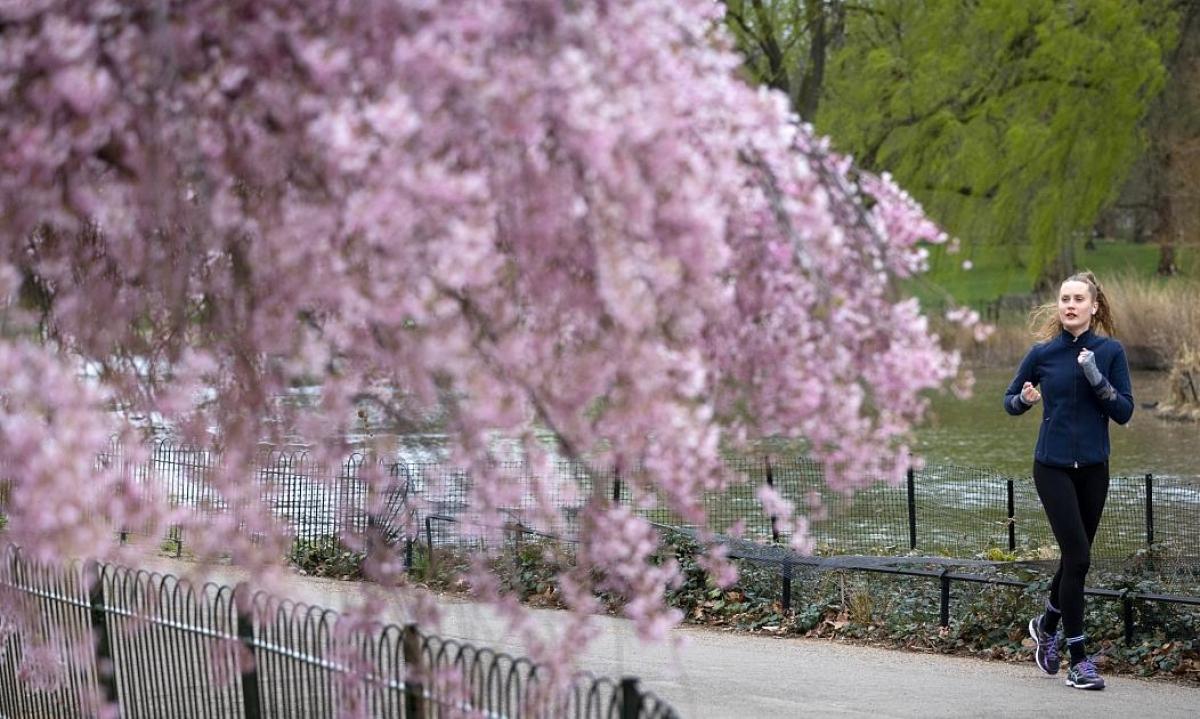 Một phụ nữ ngắm hoa trong lúc chạy bộ tại công viên St James Park, London, Vương quốc Anh./.