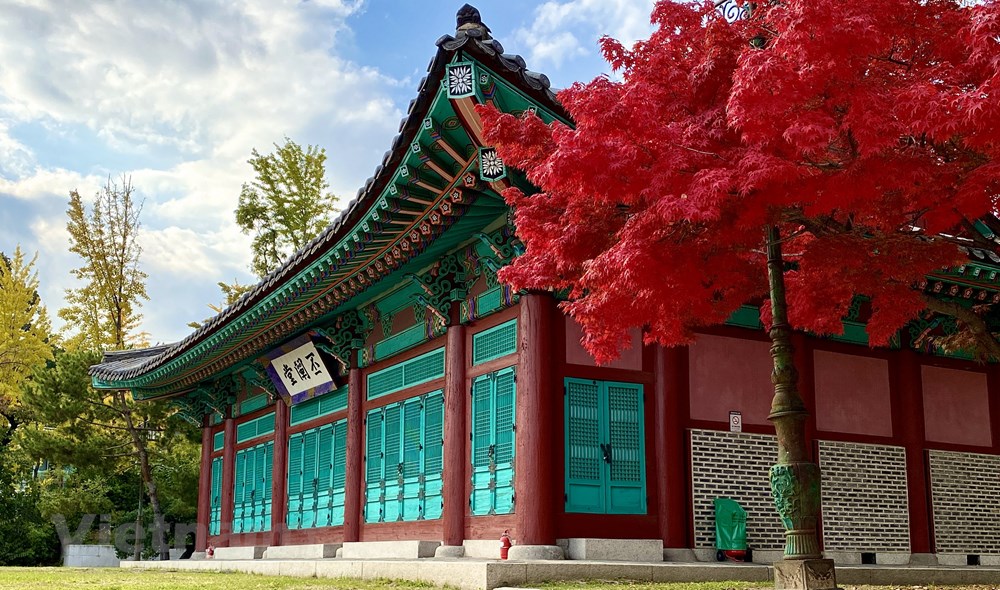 Ngam mua Thu vang dep den nao long tai xu so Kim Chi hinh anh 3