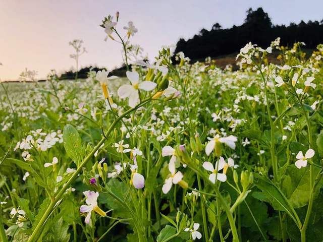 Mê mẩn những cánh Äá»ng hoa Äẹp như thiên ÄÆ°á»ng á» Má»c Châu - 14