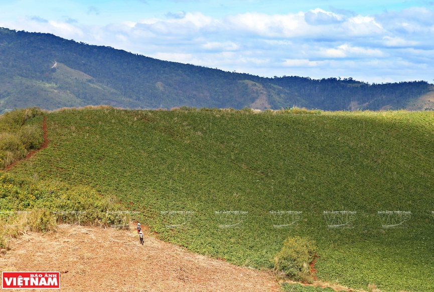 Kham pha ve dep hoang so quyen ru cua nui lua Chu Dang Ya hinh anh 2