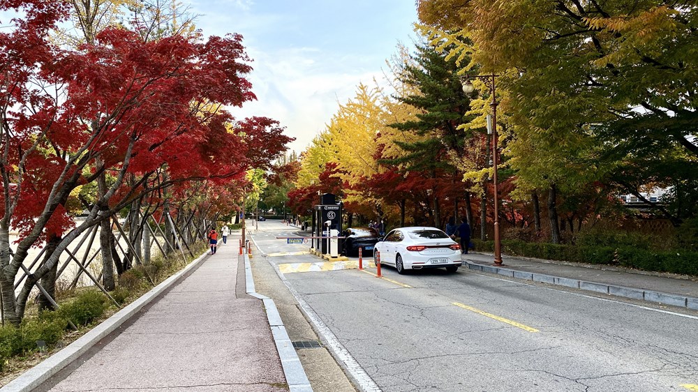 Ngam mua Thu vang dep den nao long tai xu so Kim Chi hinh anh 1