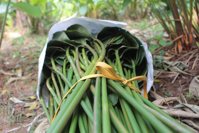 Hồ hởi thu hoạch ngọc xanh, dân Hà Nội kiếm tiền triệu mỗi ngày dịp Tết - 10