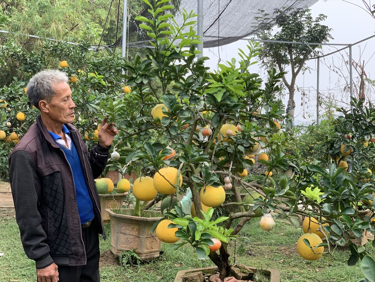 Lão nông phù thủy ở Hà Nội với biệt tài ghép năm loại quả trên một cây - 6