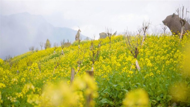 Sun World Fansipan Legend đón Phật tử, du khách đến cầu an Tết Nhâm Dần ảnh 6