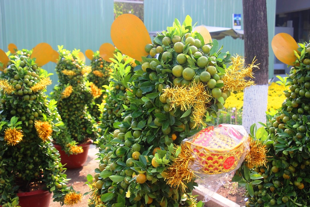 Ngắm đàn chuột độc lạ từ quất bonsai 7 triệu/chậu khách khuân ầm ầm hình ảnh 2 ngam dan chuot doc la tu quat bonsai 7 trieu/chau khach khuan am am hinh anh 2