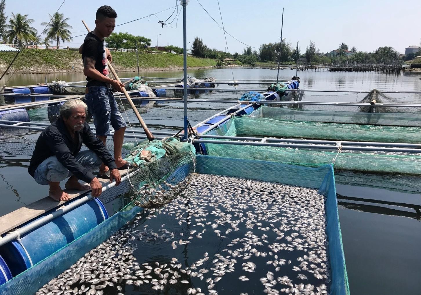 cá-chết-cửa-đại