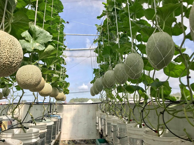 Mê mẩn vườn treo sân thượng, thu 4 tạ quả/ năm của ông bố ở Bình Dương - 1