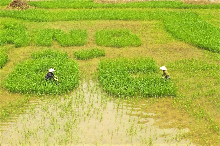 Trầm trồ cánh đồng lúa hình lá cờ hội khổng lồ đẹp như tranh ở Tam Cốc - 5