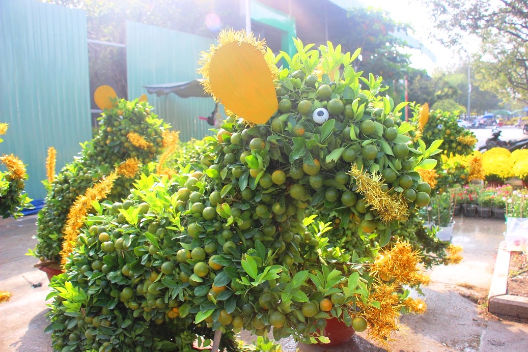 Ngắm đàn chuột độc lạ từ quất bonsai 7 triệu/chậu khách khuân ầm ầm hình ảnh 7 ngam dan chuot doc la tu quat bonsai 7 trieu/chau khach khuan am am hinh anh 7