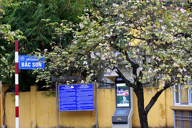 Hoa ban nở rộ khắp phố, chị em nườm nượp hoa ban no ro khap pho, chi em nuom nuop