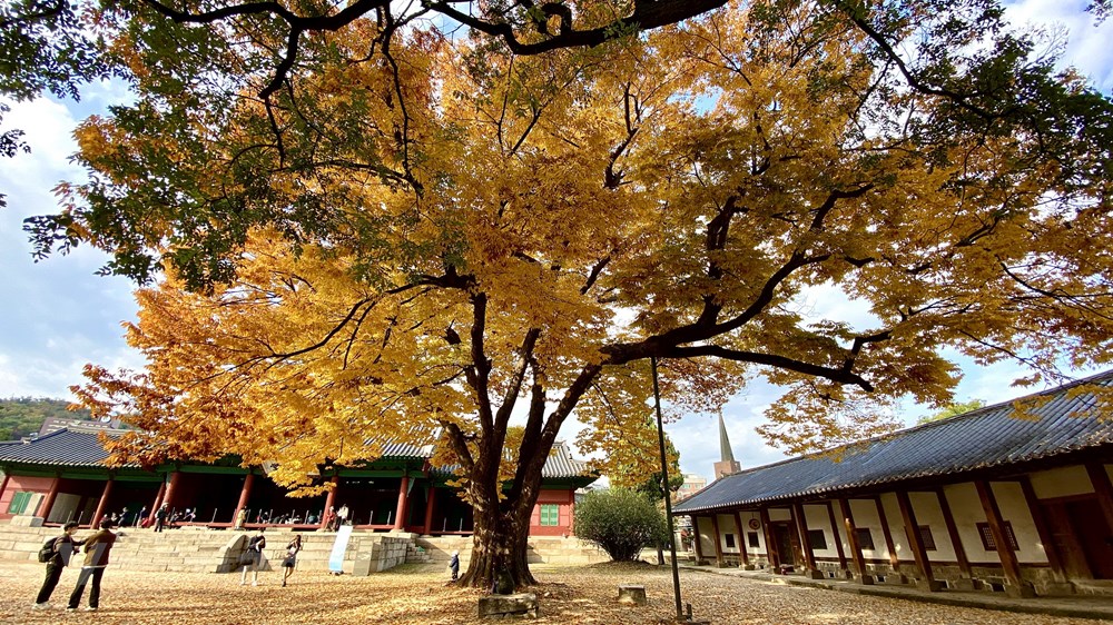 Ngam mua Thu vang dep den nao long tai xu so Kim Chi hinh anh 11