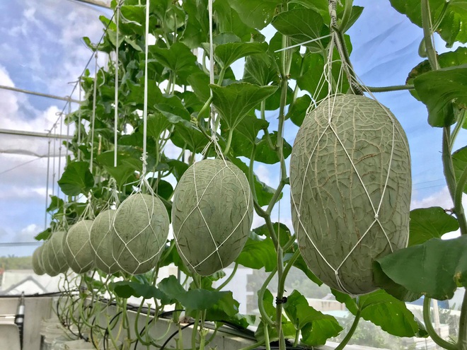 Mê mẩn vườn treo sân thượng, thu 4 tạ quả/ năm của ông bố ở Bình Dương - 3