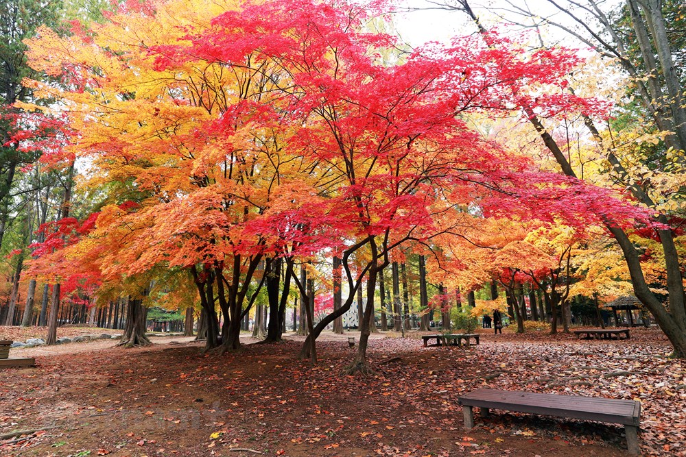 Han Quoc: Dao Nami tro thanh diem hut khach du lich thoi ky hau COVID hinh anh 3