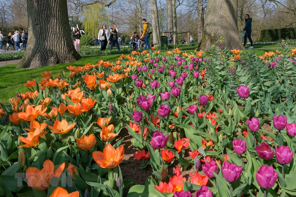 [Photo] Me dam voi thien duong hoa tulip Keukenhof tai Ha Lan hinh anh 3
