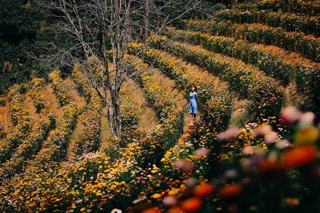 Cảnh sắc như trong truyện tranh ở rừng hoa bất tử tại Đà Lạt - 4