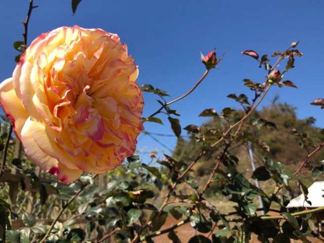 Mê mẩn những cánh Äá»ng hoa Äẹp như thiên ÄÆ°á»ng á» Má»c Châu - 11