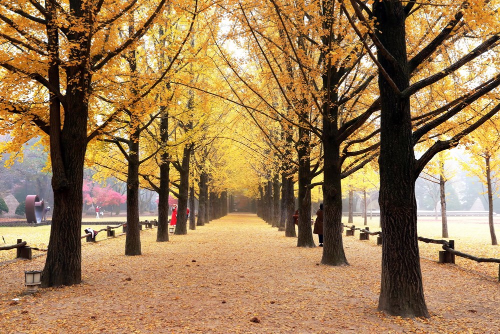 Han Quoc: Dao Nami tro thanh diem hut khach du lich thoi ky hau COVID hinh anh 17