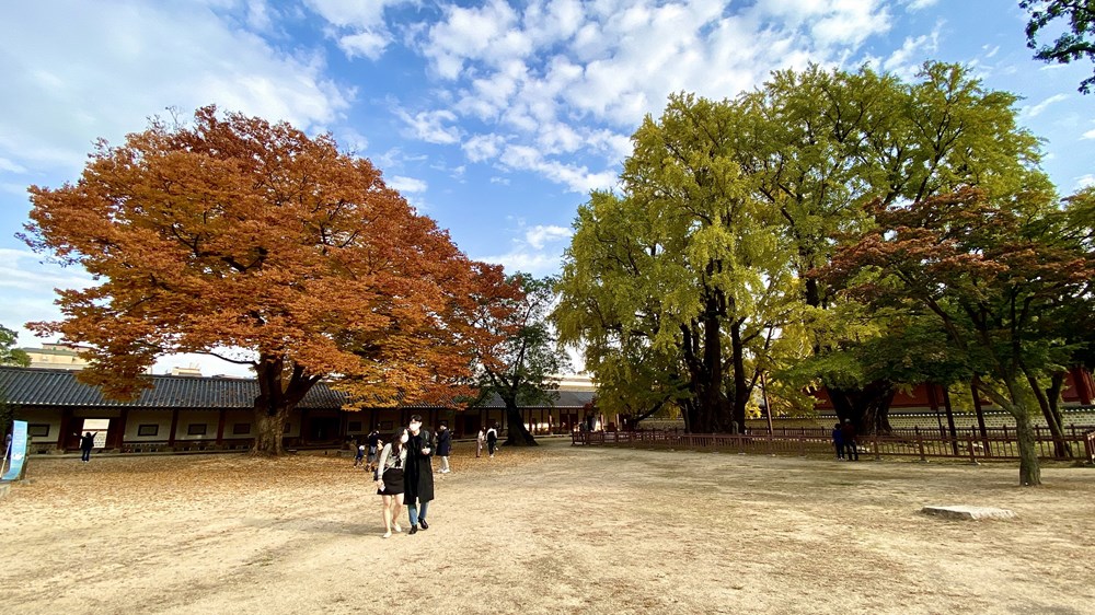 Ngam mua Thu vang dep den nao long tai xu so Kim Chi hinh anh 5