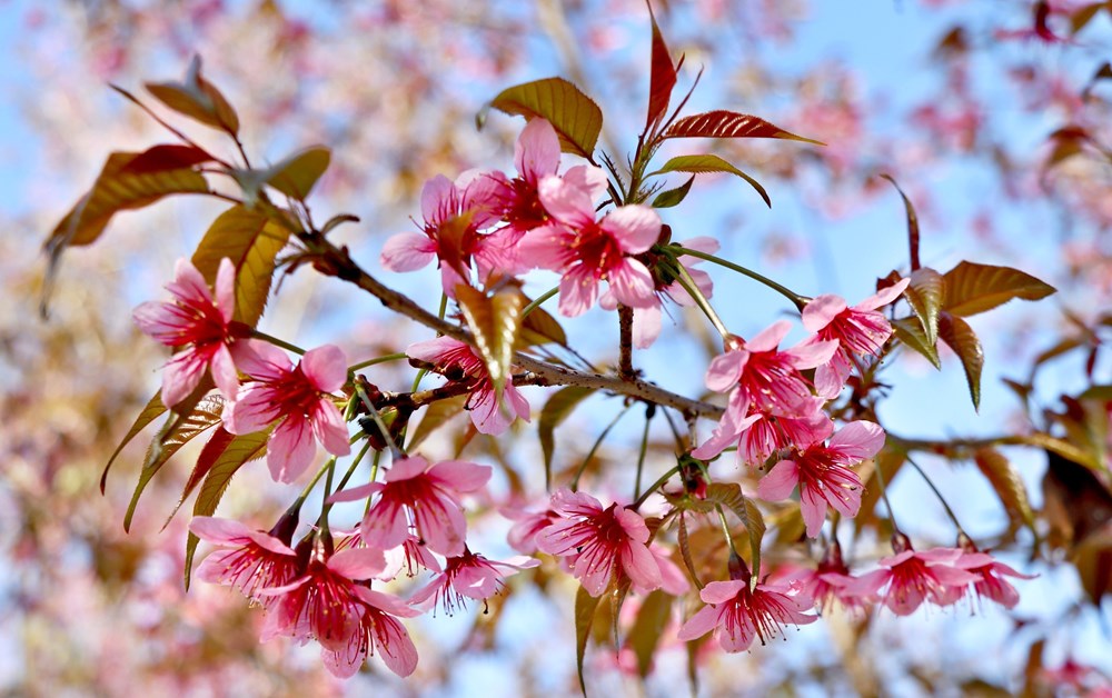 Ruc ro sac hoa dao rung o vung reo cao Tay Bac Mu Cang Chai hinh anh 2